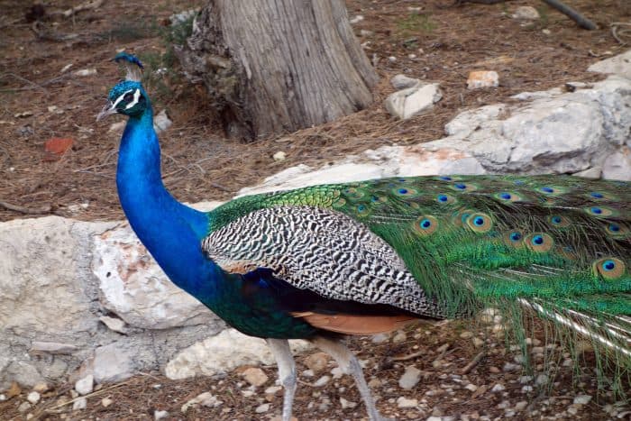 Lokrum island, dubrovnik, croatia, how to get to lokrum, price, ferry, boat, timetable, times, peacocks, wildlife, things to do, nudest beach, forest, things to do in Dubrovnik, 