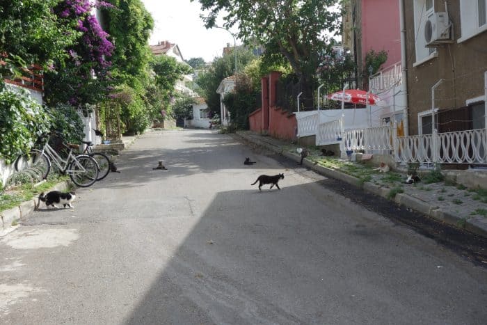 The Princes Islands of Istanbul. Getting off the beaten track on these beach lined, historic and unique islands in the Bosphorus, Büyükada, Heybeliada, Burgazada, Kınalıada, buyukada, beaches in Istanbul, Turkey, turkiye, Ferry, which ferry to take, how to get to the princes islands, prince island, princess, off the beaten track, off the beaten path, alternative things to do, things to do in Istanbul, beach, history, ottoman, traditional wooden houses, escape the city. 