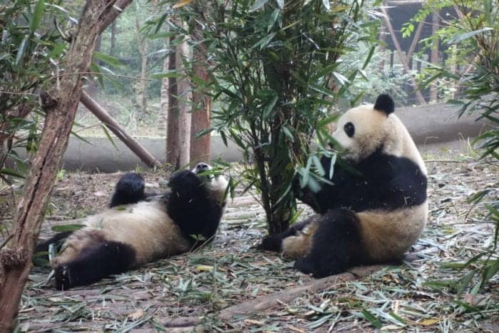 chengdu panda hug, chengdu panda cubs, chengdu panda tour, hold a panda chengdu, Visiting the wonderful Pandas in Chengdu, a look into the lives of these beautiful, funny and character endangered animals, China, holding a panda, holding a baby panda, how to visit the Pandas in Chengdu, where to visit the Pandas, Sichuan, Things to do in Chengdu, Bus, Metro, Train, transport, cost, entrance price,