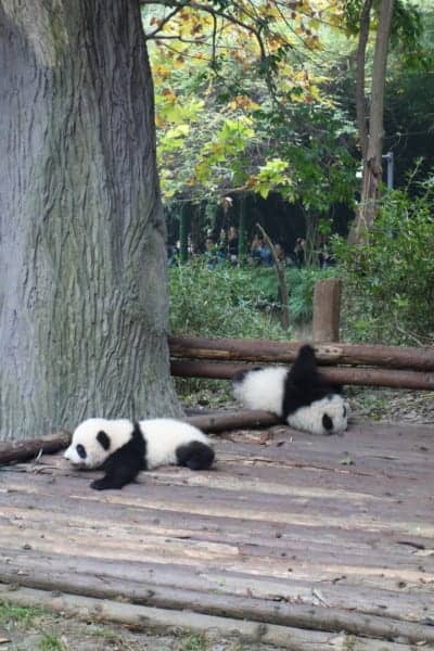 chengdu panda hug, chengdu panda cubs, chengdu panda tour, hold a panda chengdu, Visiting the wonderful Pandas in Chengdu, a look into the lives of these beautiful, funny and character endangered animals, China, holding a panda, holding a baby panda, how to visit the Pandas in Chengdu, where to visit the Pandas, Sichuan, Things to do in Chengdu, Bus, Metro, Train, transport, cost, entrance price,