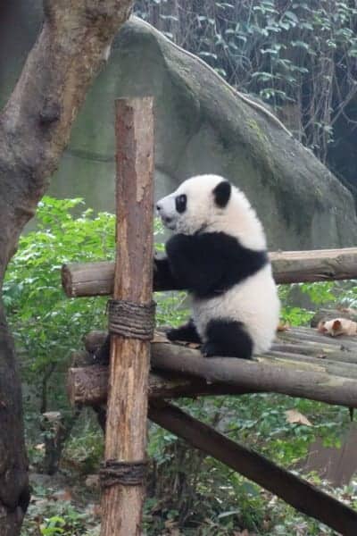 chengdu panda hug, chengdu panda cubs, chengdu panda tour, hold a panda chengdu, Visiting the wonderful Pandas in Chengdu, a look into the lives of these beautiful, funny and character endangered animals, China, holding a panda, holding a baby panda, how to visit the Pandas in Chengdu, where to visit the Pandas, Sichuan, Things to do in Chengdu, Bus, Metro, Train, transport, cost, entrance price,