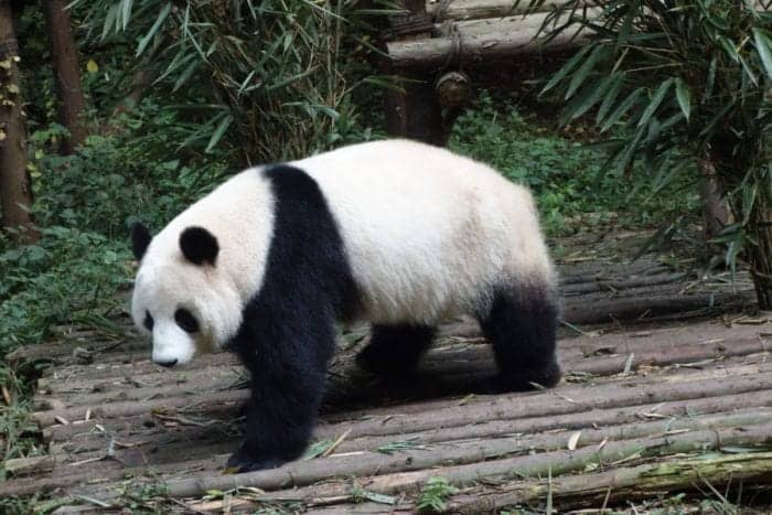 chengdu panda hug, chengdu panda cubs, chengdu panda tour, hold a panda chengdu, Visiting the wonderful Pandas in Chengdu, a look into the lives of these beautiful, funny and character endangered animals, China, holding a panda, holding a baby panda, how to visit the Pandas in Chengdu, where to visit the Pandas, Sichuan, Things to do in Chengdu, Bus, Metro, Train, transport, cost, entrance price,