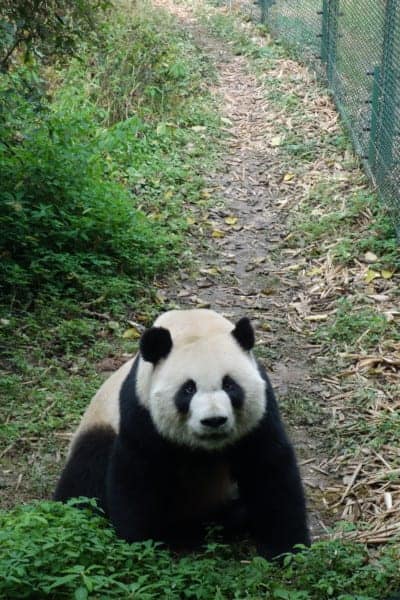 chengdu panda hug, chengdu panda cubs, chengdu panda tour, hold a panda chengdu, Visiting the wonderful Pandas in Chengdu, a look into the lives of these beautiful, funny and character endangered animals, China, holding a panda, holding a baby panda, how to visit the Pandas in Chengdu, where to visit the Pandas, Sichuan, Things to do in Chengdu, Bus, Metro, Train, transport, cost, entrance price,