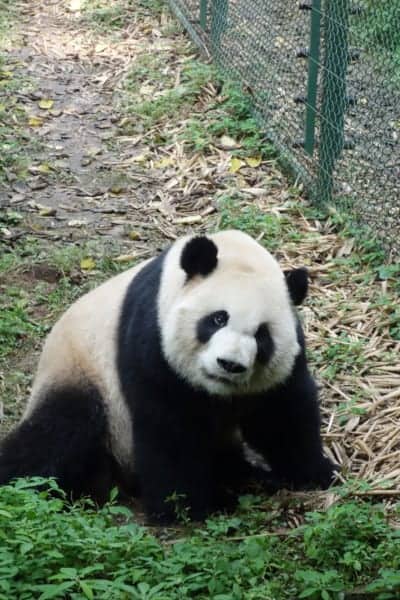 chengdu panda hug, chengdu panda cubs, chengdu panda tour, hold a panda chengdu, Visiting the wonderful Pandas in Chengdu, a look into the lives of these beautiful, funny and character endangered animals, China, holding a panda, holding a baby panda, how to visit the Pandas in Chengdu, where to visit the Pandas, Sichuan, Things to do in Chengdu, Bus, Metro, Train, transport, cost, entrance price,