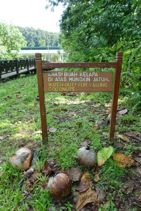 Bearded Pig, Hipster pig, bako national park accommodation, bako national park tour, bako national park Entrance Fee, bako national park Hotel, bako national park day trip, Staying in bako national park, bako national park Borneo, Bako accommodation, bako national park price, bako national park lodge, Bako Borneo, Malaysia, How to get to bako national park from Kuching, Exploring the Bako National Park, Borneo: Stepping into the real Jurassic Park that is teeming with amazing animals, wildlife and jaw dropping landscapes, Proboscus Monkey, Probiscus Monkey, how to see the Proboscus monkey in Borneo, Crocodile, Hermit Crab, Viper, Spider, Poisonous Frog, Stick Insect, macaque, attack, dangerous, snake, night walk, hostel, tips, 