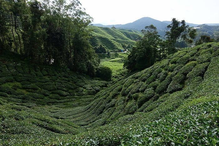Things to do in The Cameron Highlands, Things to do in Cameron Highlands, Hiking in through the dramatic tea plantations of the Cameron Highlands, Malaysia, gunung brinchang, mossy forest, routes, trails, tracks, guide, which trails in the cameron highlands are the best, safety, tips, plants, pitcher plants, tea fields, BOH, where to stay, Tanah Rata, Hostel, guest house, map, scorpion, insects, jungle, rainforest, forest, mountain, hitch hike, bus, how to get to the Cameron Highlands, Mount Irau, cameron highlands malaysia, 