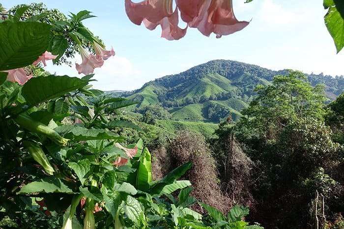 Things to do in The Cameron Highlands, Things to do in Cameron Highlands, Hiking in through the dramatic tea plantations of the Cameron Highlands, Malaysia, gunung brinchang, mossy forest, routes, trails, tracks, guide, which trails in the cameron highlands are the best, safety, tips, plants, pitcher plants, tea fields, BOH, where to stay, Tanah Rata, Hostel, guest house, map, scorpion, insects, jungle, rainforest, forest, mountain, hitch hike, bus, how to get to the Cameron Highlands, Mount Irau, cameron highlands malaysia, 