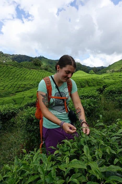 Things to do in The Cameron Highlands, Things to do in Cameron Highlands, Hiking in through the dramatic tea plantations of the Cameron Highlands, Malaysia, gunung brinchang, mossy forest, routes, trails, tracks, guide, which trails in the cameron highlands are the best, safety, tips, plants, pitcher plants, tea fields, BOH, where to stay, Tanah Rata, Hostel, guest house, map, scorpion, insects, jungle, rainforest, forest, mountain, hitch hike, bus, how to get to the Cameron Highlands, Mount Irau, cameron highlands malaysia, 