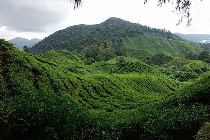 Things to do in The Cameron Highlands, Things to do in Cameron Highlands, Hiking in through the dramatic tea plantations of the Cameron Highlands, Malaysia, gunung brinchang, mossy forest, routes, trails, tracks, guide, which trails in the cameron highlands are the best, safety, tips, plants, pitcher plants, tea fields, BOH, where to stay, Tanah Rata, Hostel, guest house, map, scorpion, insects, jungle, rainforest, forest, mountain, hitch hike, bus, how to get to the Cameron Highlands, Mount Irau, cameron highlands malaysia, 