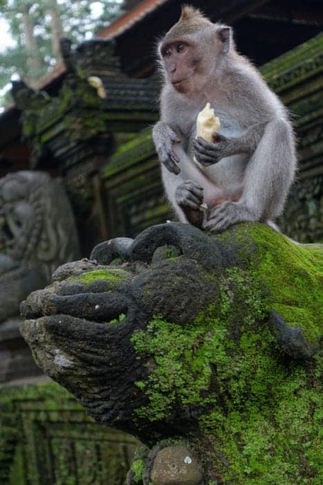 Things to do in Bali, off the beaten track Bali, Off the beaten path Bali, alternative things to do in Bali, tourists, is bali too touristy, too many tourists in Bali, waterfalls, rice terraces, temples, real Bali, Authentic Bali, scooter Bali, hiring a scooter in Bali, Tegenungan Waterfall, Gitgit waterfal, Munduk Waterfall, Aling Aling Waterfall, Sekumpul Waterfall, NungNung Waterfall, Mt Agung, Mt Batur, live volcano Bali, hiking Bali, adventure Bali, Tanah Lot, Besakih Temple, Pura Tirta Empul, Pura Ulun Danu Beratan, Pura Dalem Agung, Goa Gajah, Ubud, best places to stay in Bali, away from the tourists, Gunung Kawi, Ubud Palace, Tegallaland rice terraces, price, Jatiluwih rice terraces, hindu festivals, festivals Bali, Beaches, dirt bike, Surfing, local culture, gate, Monkey forest, sacred monkey temple, monkey on head Bali, Java, transport, ferry