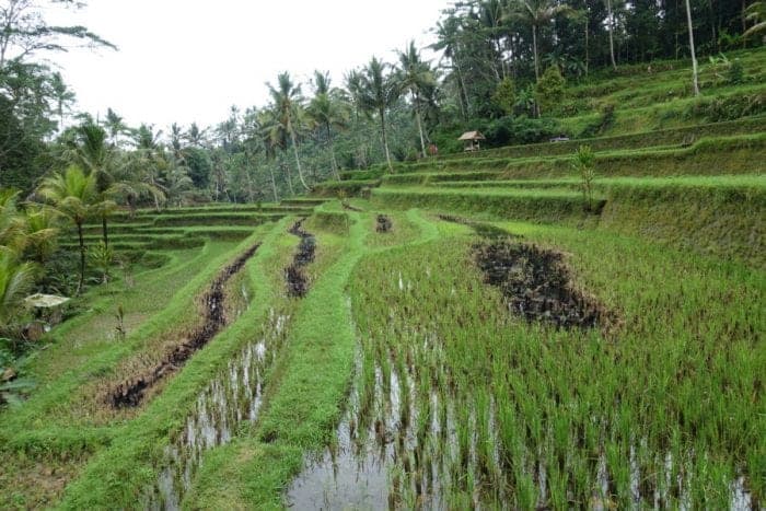 Things to do in Bali, off the beaten track Bali, Off the beaten path Bali, alternative things to do in Bali, tourists, is bali too touristy, too many tourists in Bali, waterfalls, rice terraces, temples, real Bali, Authentic Bali, scooter Bali, hiring a scooter in Bali, Tegenungan Waterfall, Gitgit waterfal, Munduk Waterfall, Aling Aling Waterfall, Sekumpul Waterfall, NungNung Waterfall, Mt Agung, Mt Batur, live volcano Bali, hiking Bali, adventure Bali, Tanah Lot, Besakih Temple, Pura Tirta Empul, Pura Ulun Danu Beratan, Pura Dalem Agung, Goa Gajah, Ubud, best places to stay in Bali, away from the tourists, Gunung Kawi, Ubud Palace, Tegallaland rice terraces, price, Jatiluwih rice terraces, hindu festivals, festivals Bali, Beaches, dirt bike, Surfing, local culture, gate, Monkey forest, sacred monkey temple, monkey on head Bali, Java, transport, ferry