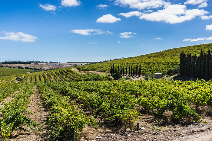 A view over the rolling hillside and vineyards of the Yarra Valley near Melbourne in Victoria, Australia