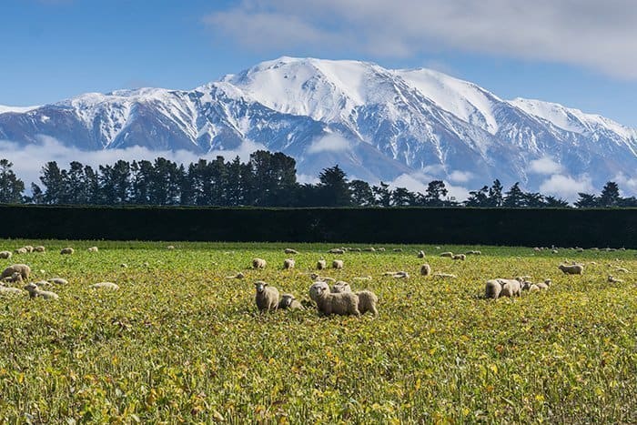 Easy hikes in New Zealand, Mountains, Mountain christchurch, southern alps, Rakaia Gorge walkway, Rakaia Gorge, day trip from Christchurch, Hiking Christchurch, Christchurch walks, Things to do in Methven, Things to do around Mt Hutt, Hiking New Zealand, methven walks, Tramping christchurch, Rakaia Gorge hike, Hiking Rakaia Gorge, Hiking near Christchurch, methven accommodation, Jet boat, River jet boat, Canterbury, Rakaia Gorge New Zealand, Short walks New Zealand, Short walks Christchurch, places to stay in canterbury, Mt Hutt, Methven, Hiking in Methven, Tramping methven, Tramping christchurch, Tramping mt hutt, Other things than, skiing to do in Methven, hiking new zealand, Methven things to do, other things to do in methven than skiing