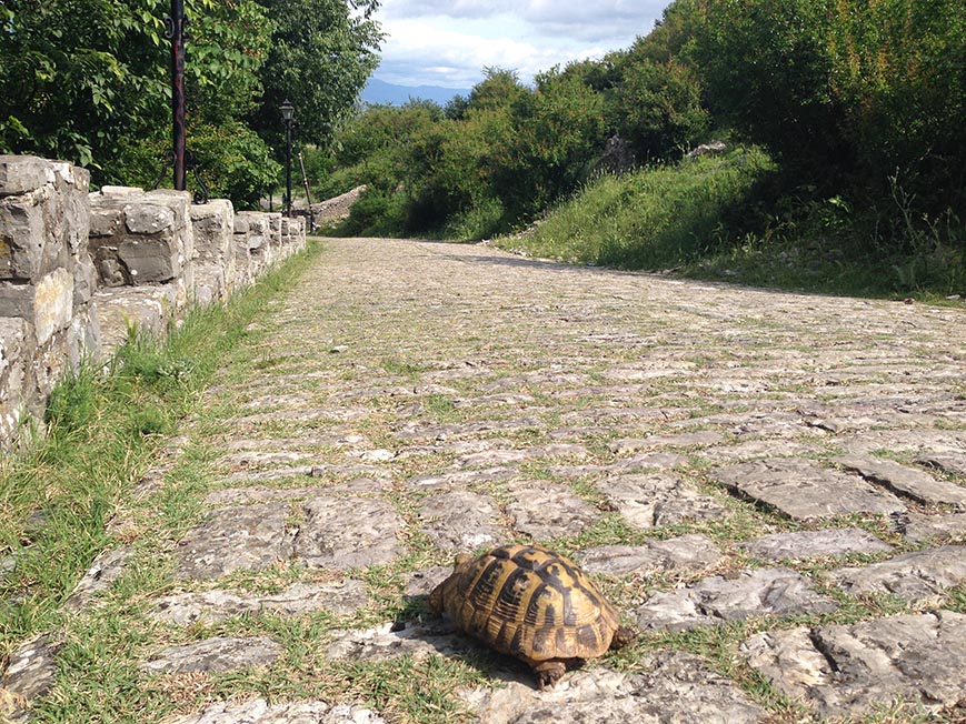 A tortoise on a cobbled road in the mountains in Albania Guide to public transport in Albania and renting a car and hitchhiking