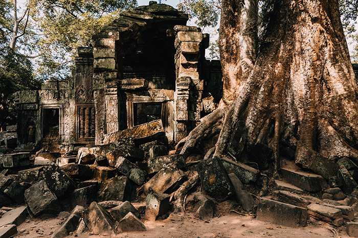 A tree growing out of ruins in Angkor Wat near Siem Reap in Cambodia