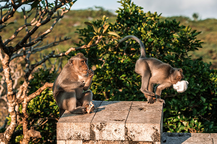 Two monkeys at a temple in Bali, one is sitting down and the other one is running away with something in its mouth